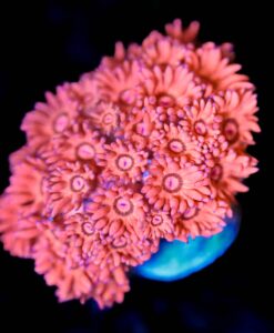 Wysiwyg Beautiful Flowerpot Goniopora Frag [F12]