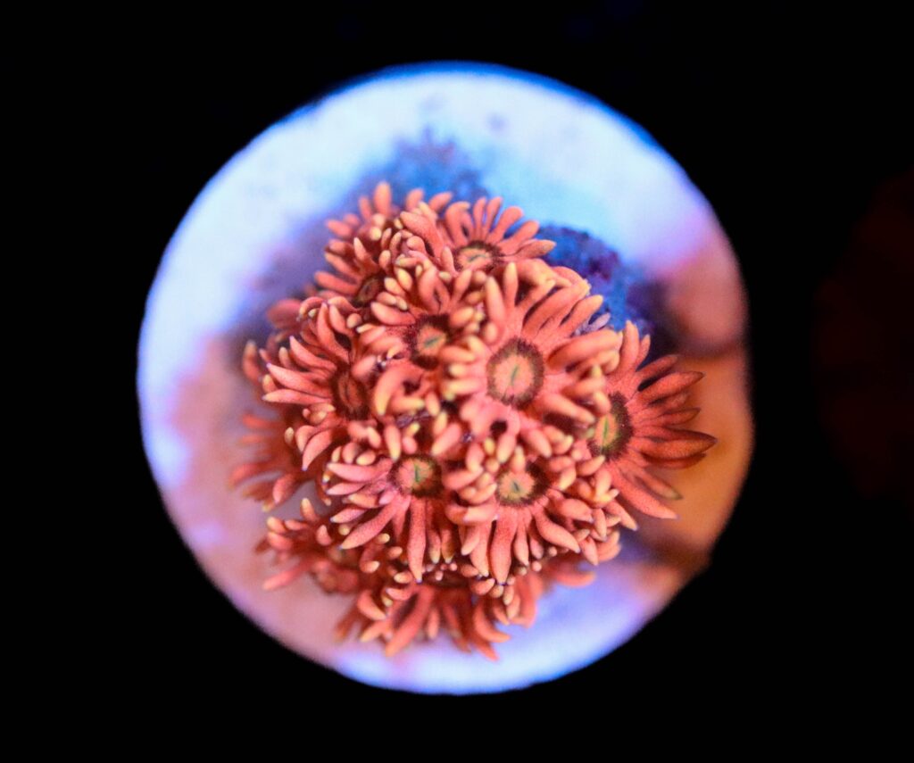 Frag Box Corals