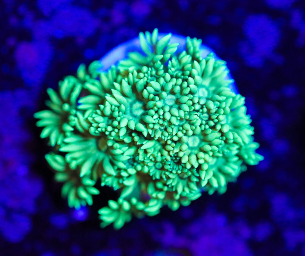 Frag Box Corals