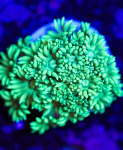 Wysiwyg Glowing Green Goniopora Frag  [F18]
