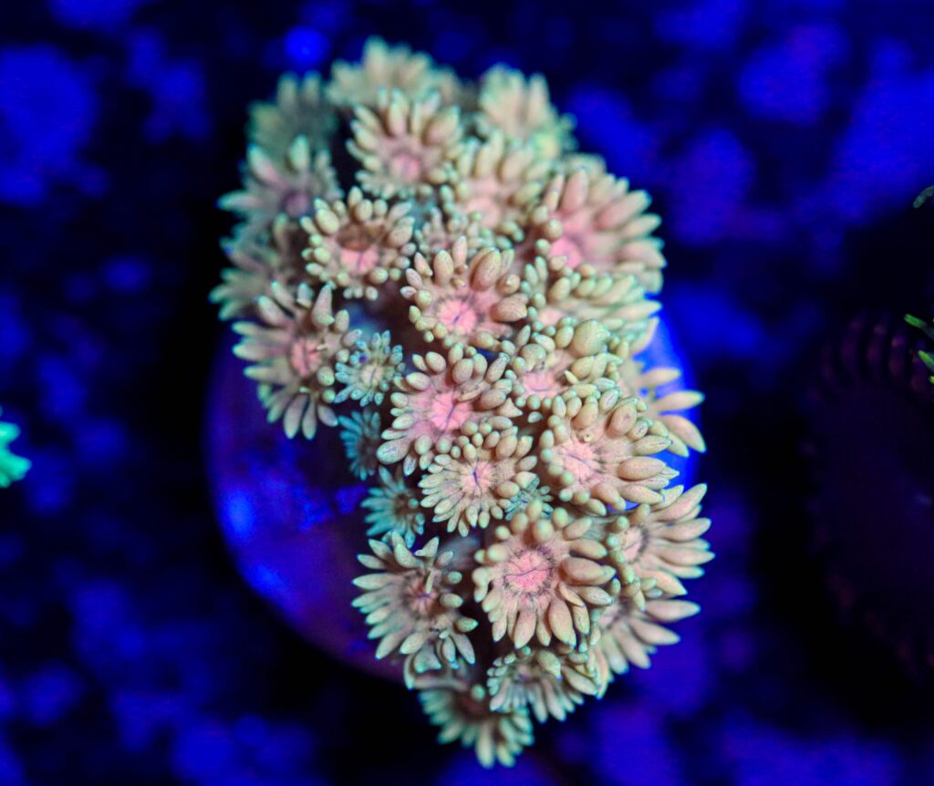Frag Box Corals