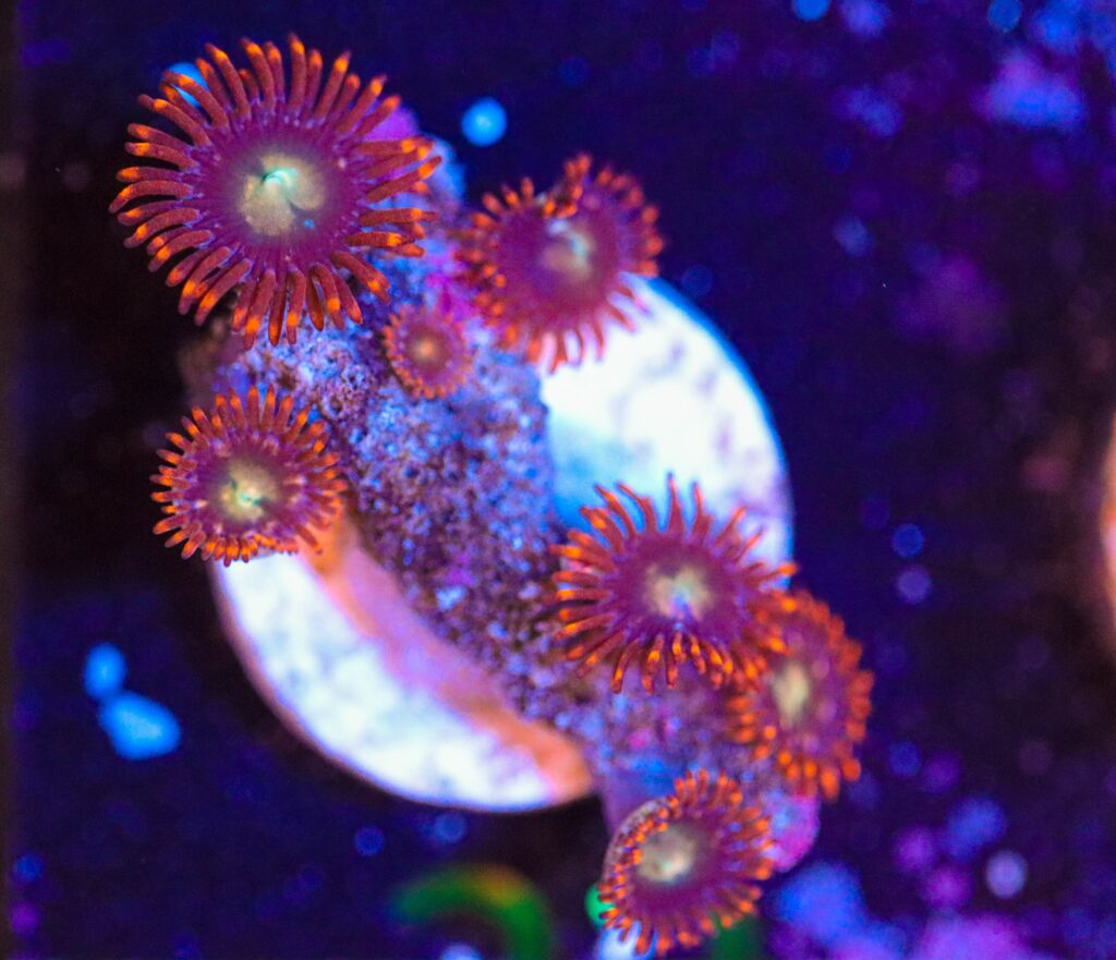 Frag Box Corals