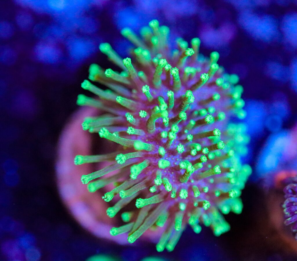 Frag Box Corals