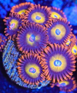 Wysiwyg Blue Eyed Blonde Zoanthid Frag x 9! [F26]