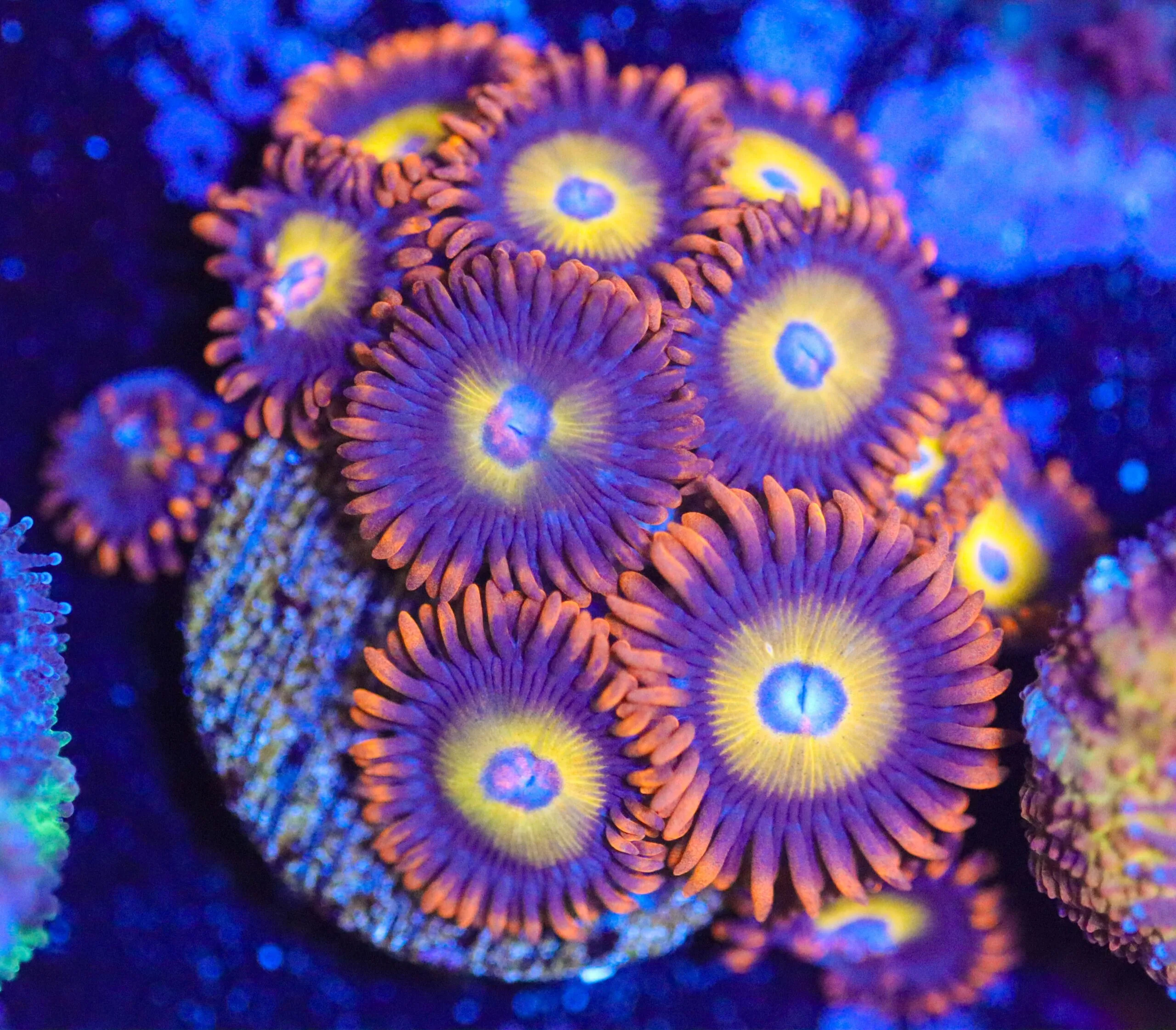 Frag Box Corals