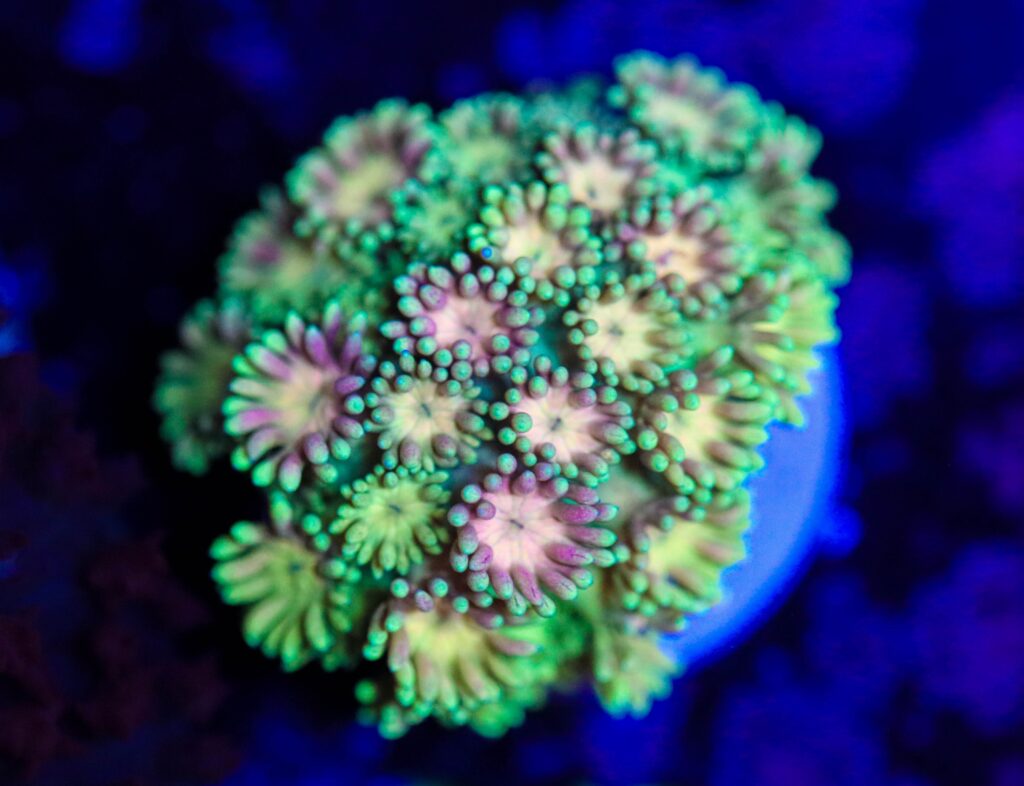 Frag Box Corals