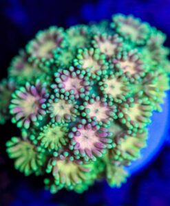 Wysiwyg Multicolour Goniopora Frag [F35]