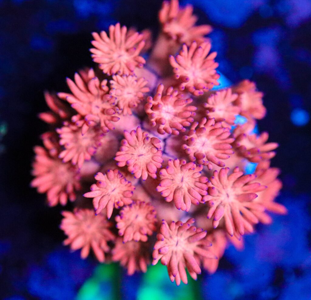 Frag Box Corals