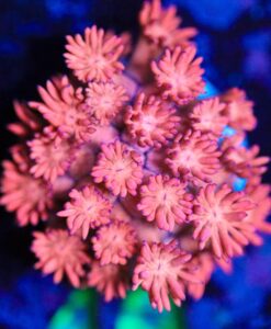 Wysiwyg Small Pink Goniopora Frag[F40]