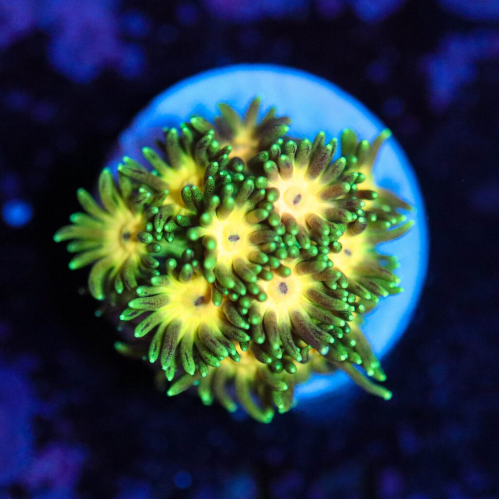 Frag Box Corals