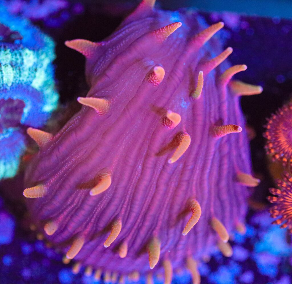 Frag Box Corals