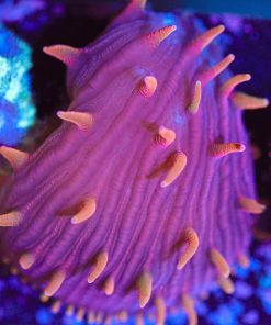 Wysiwyg Disco Diaseris Plate Coral Frag [F46]