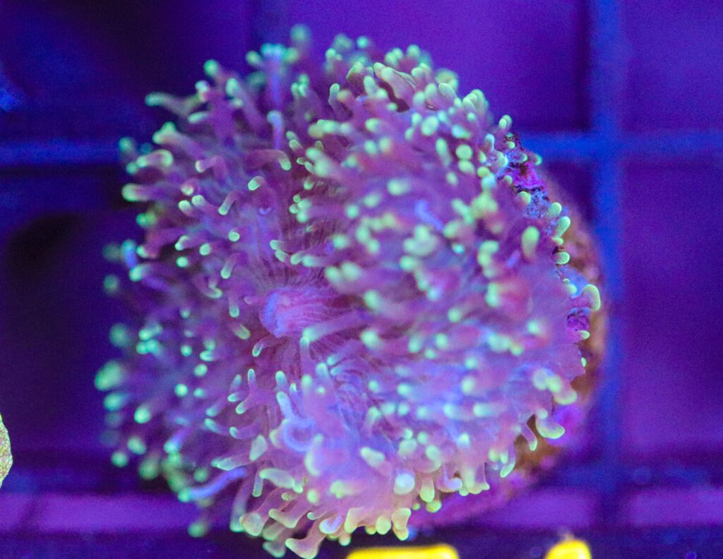 Frag Box Corals