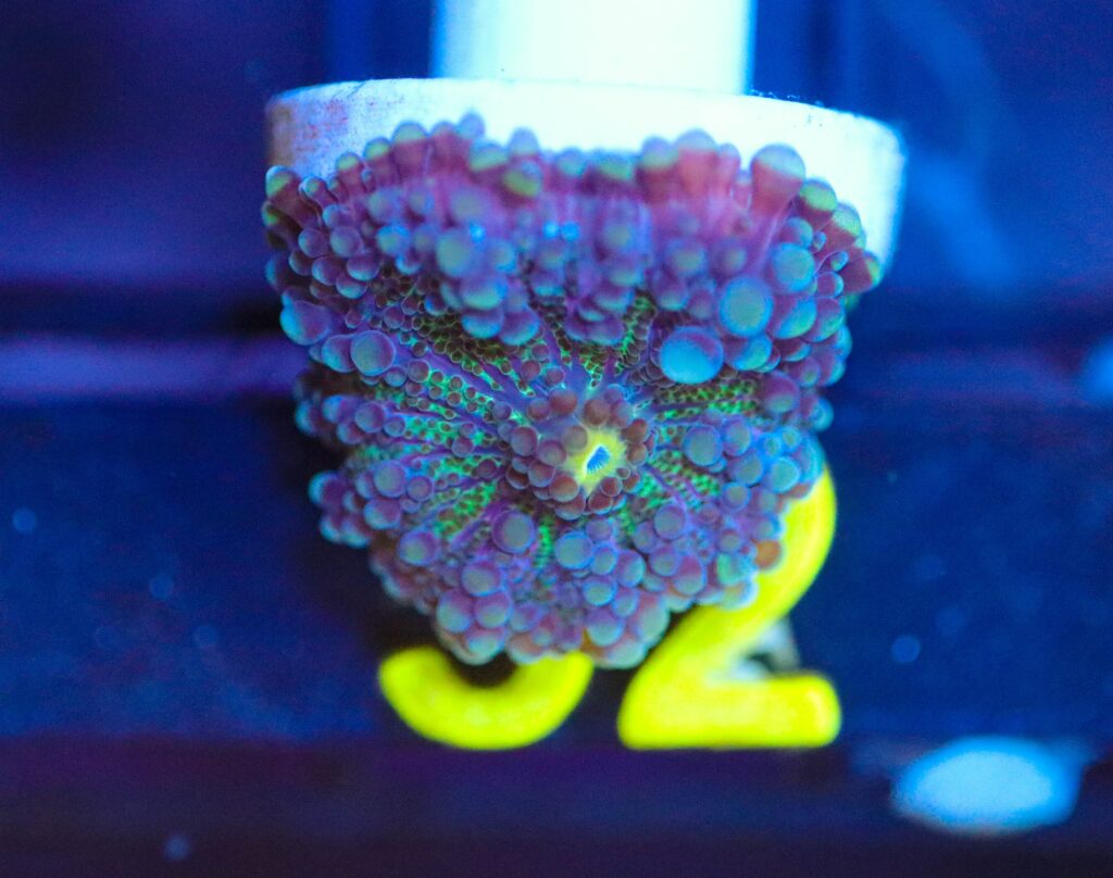 Frag Box Corals