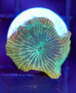 Wysiwyg Striped Discosoma Frag [F56]