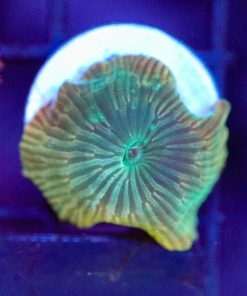 Wysiwyg Striped Discosoma Frag [F56]