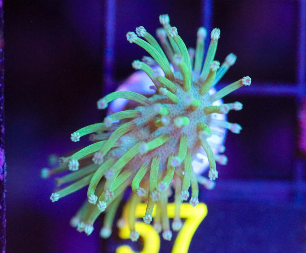 Frag Box Corals