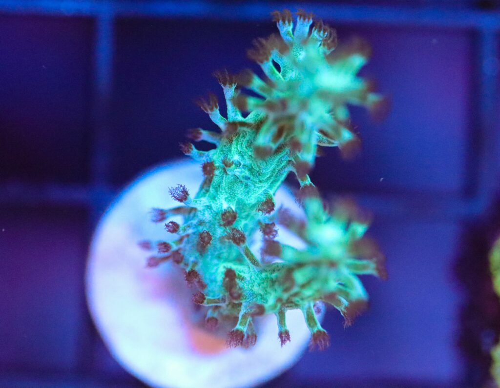 Frag Box Corals