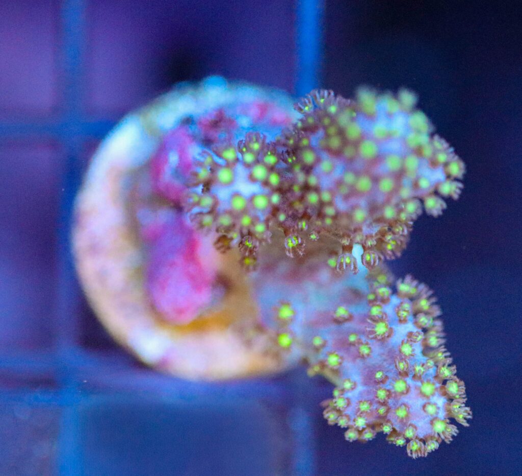 Frag Box Corals