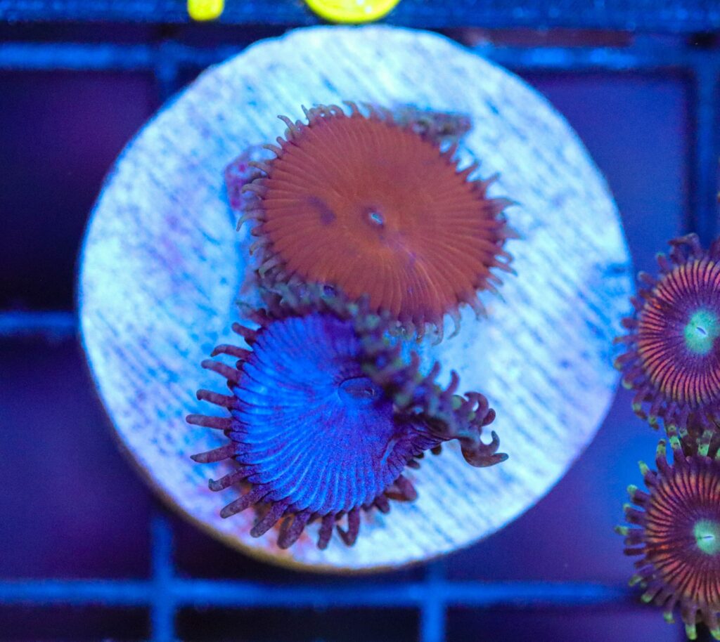 Frag Box Corals