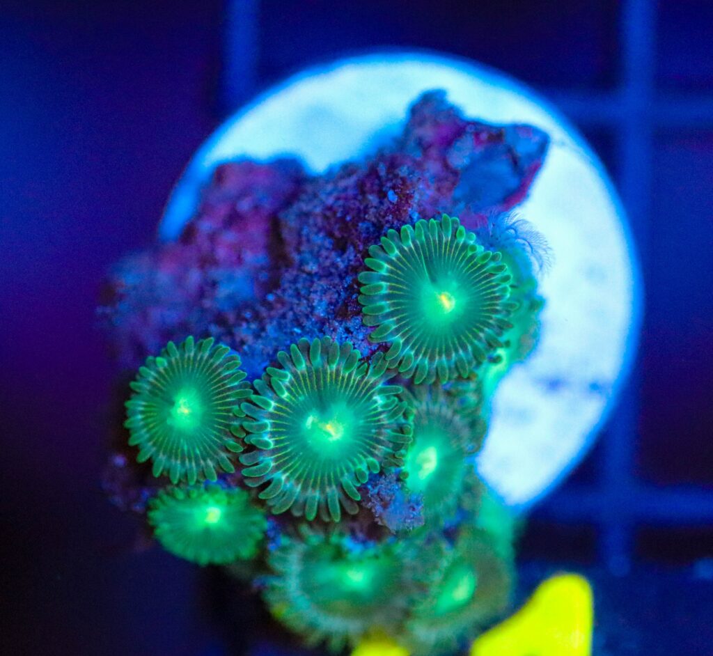 Frag Box Corals