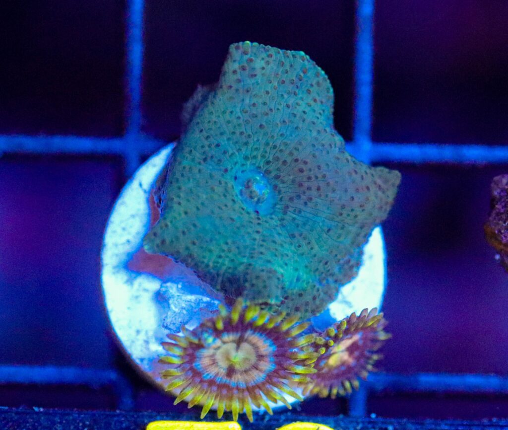 Frag Box Corals