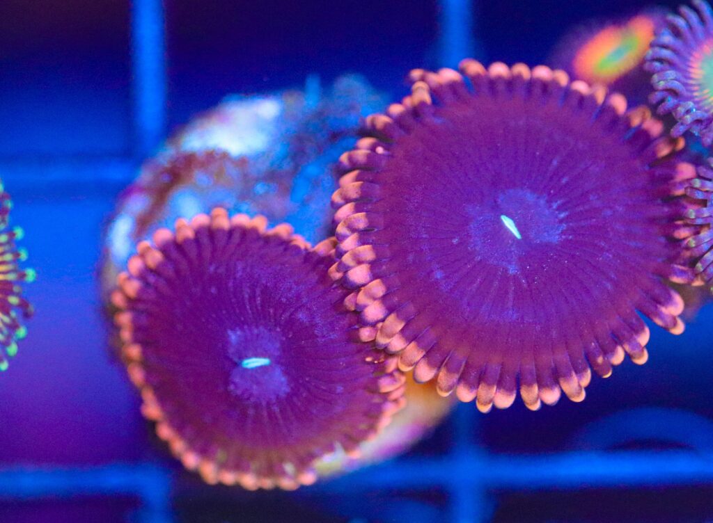 Frag Box Corals