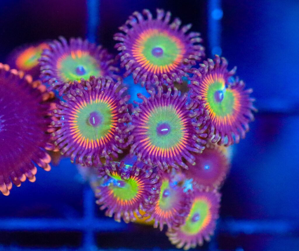 Frag Box Corals