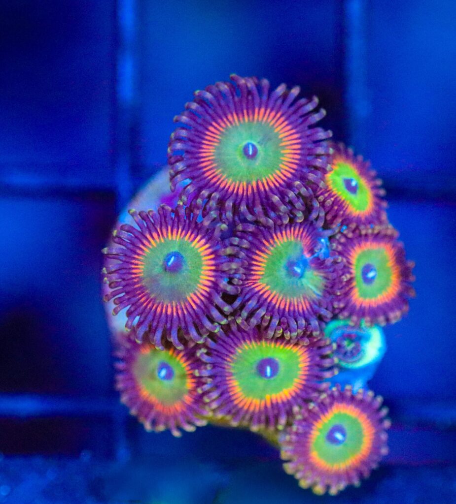 Frag Box Corals