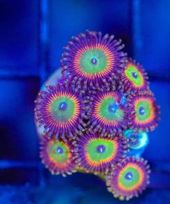 Wysiwyg Rainbow Sun Zoanthid Frag [F76]