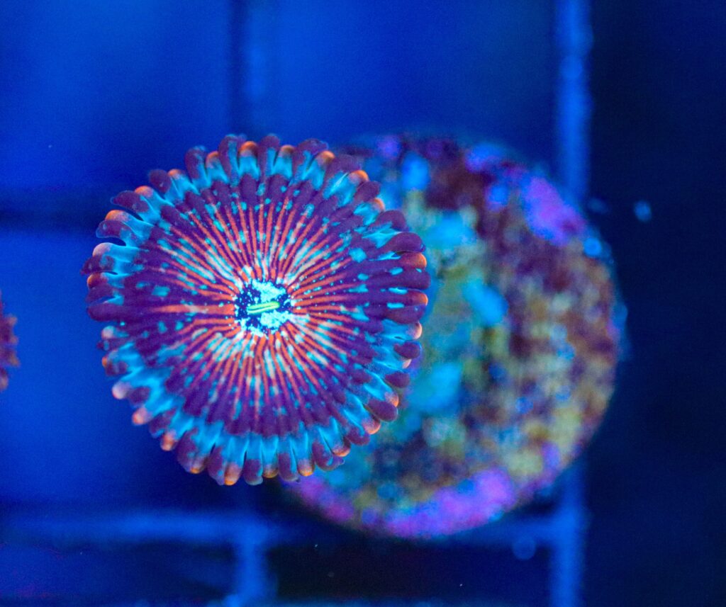 Frag Box Corals