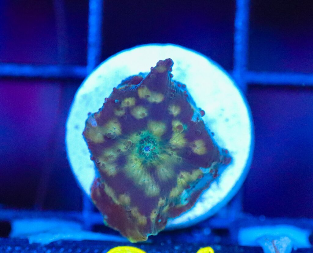 Frag Box Corals