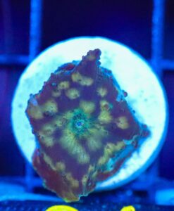 Wysiwyg Leopard Mushroom [F81]