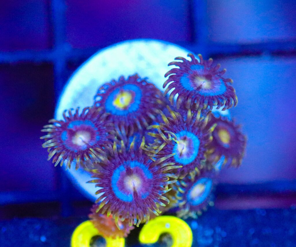Frag Box Corals
