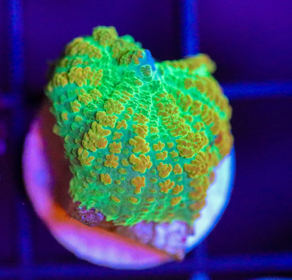 Frag Box Corals