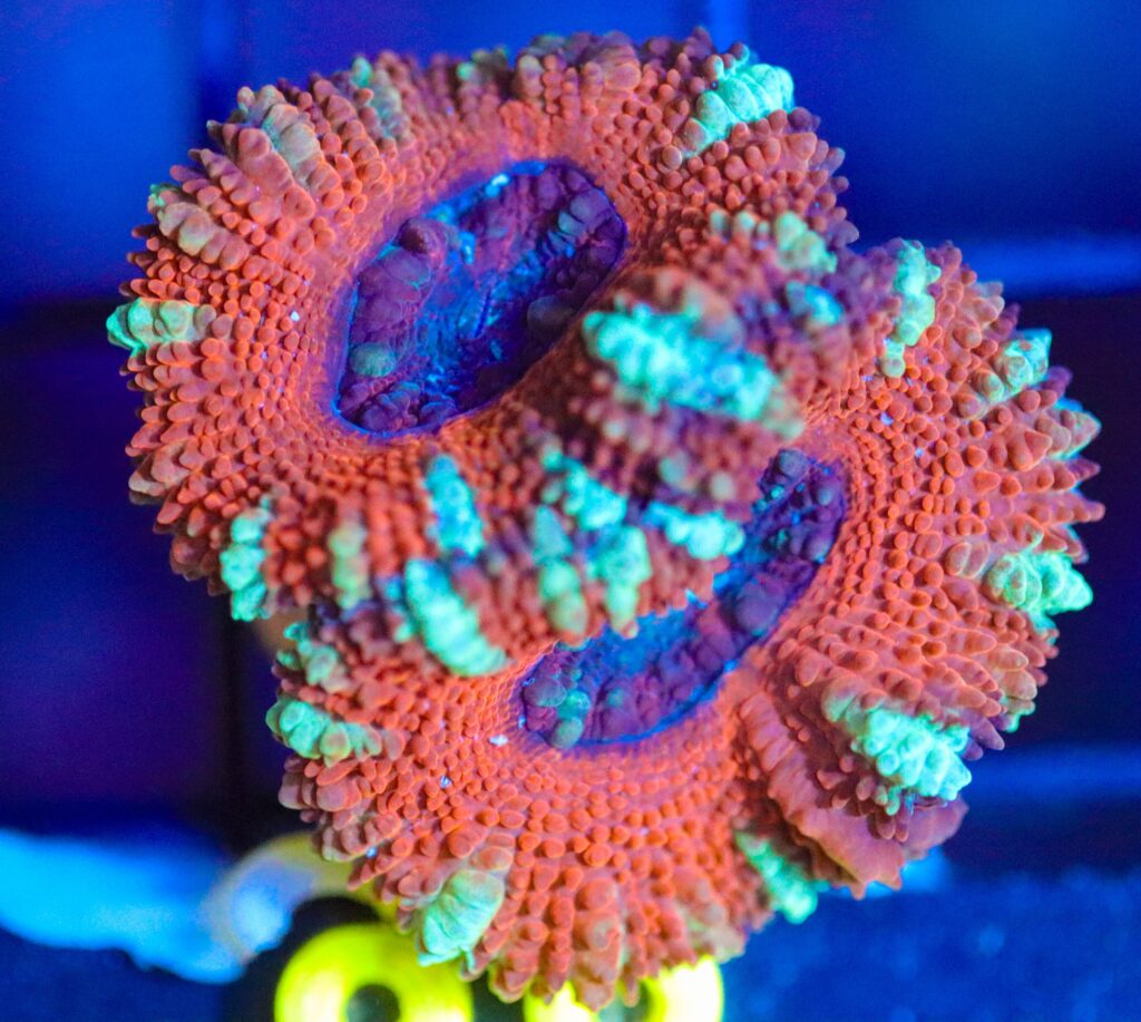 Frag Box Corals