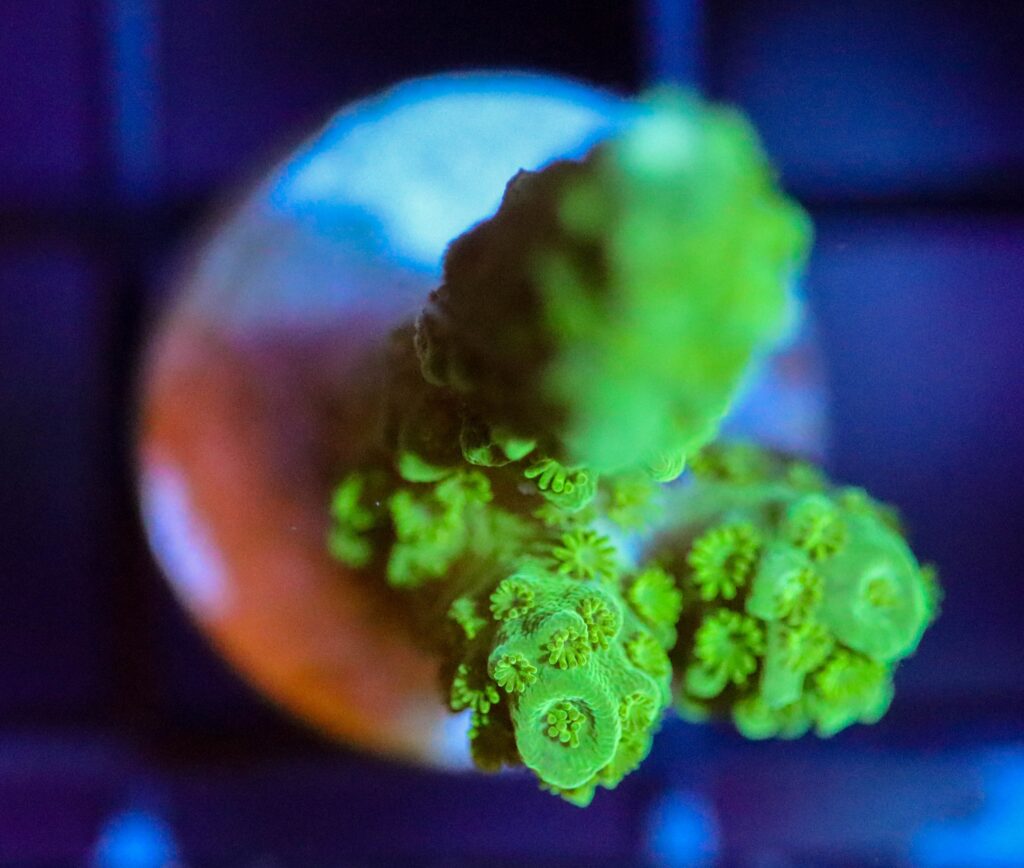 Frag Box Corals