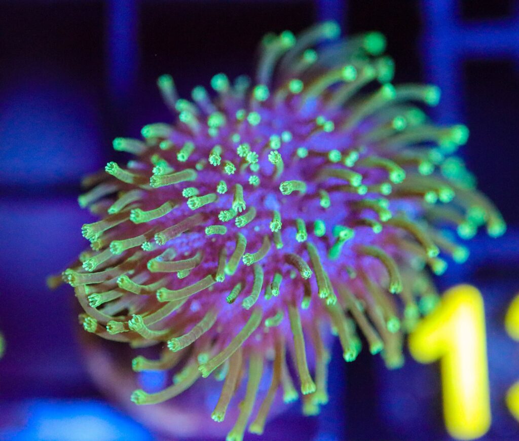 Frag Box Corals