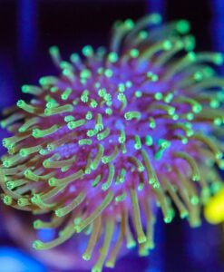 Wysiwyg Toadstool Leather Coral Frag  [F91]