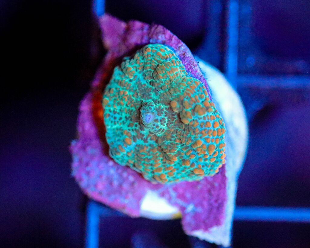 Frag Box Corals
