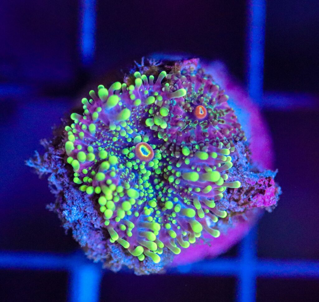 Frag Box Corals