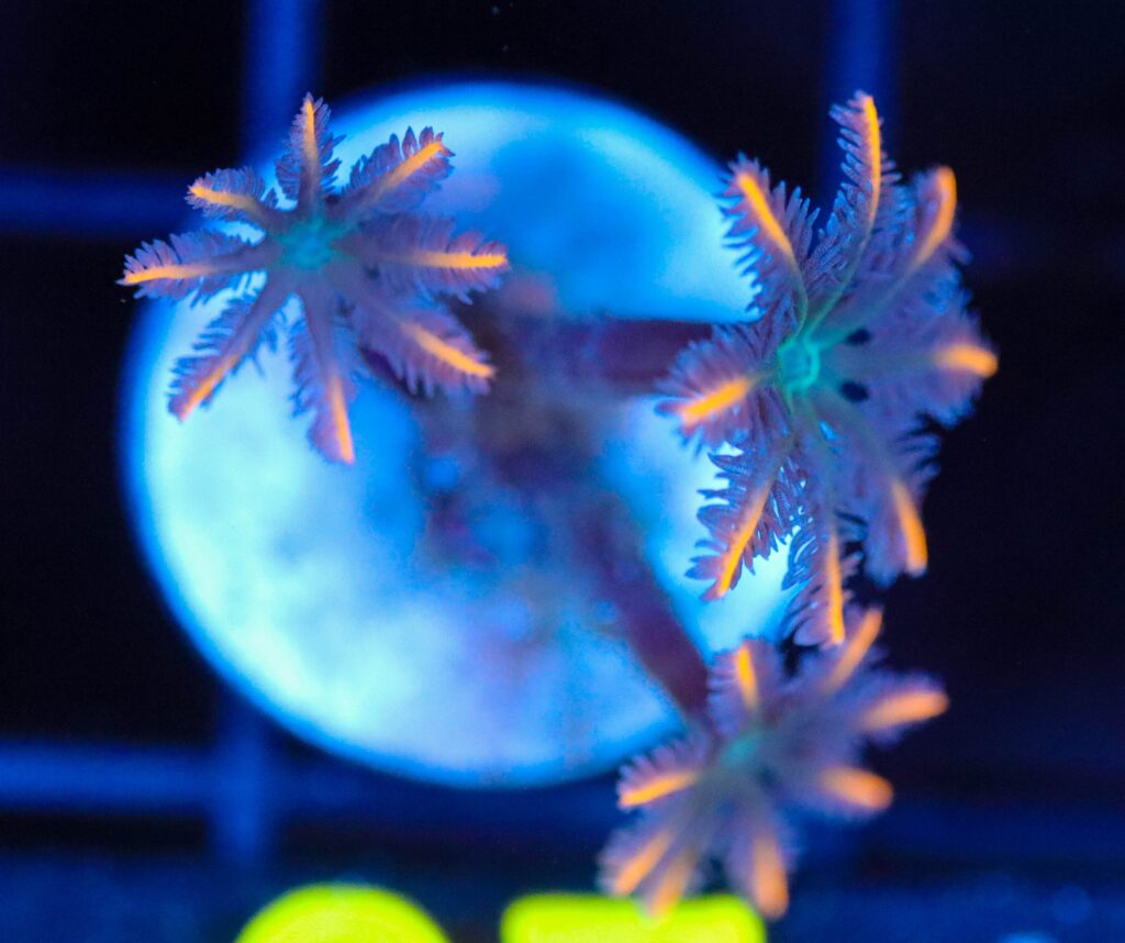 Frag Box Corals