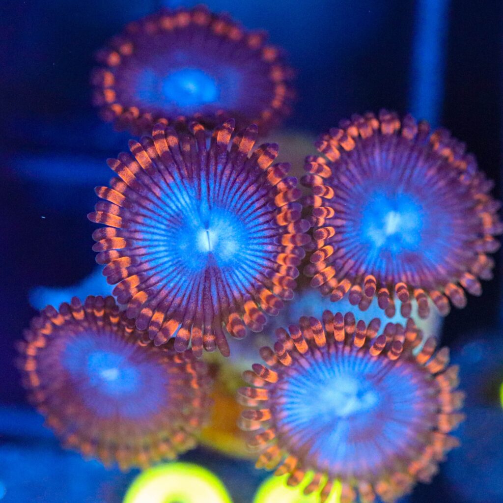 Frag Box Corals