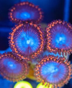Wysiwyg Blue Mouth Web Slinger Zoa Frag [F98] *rare color*