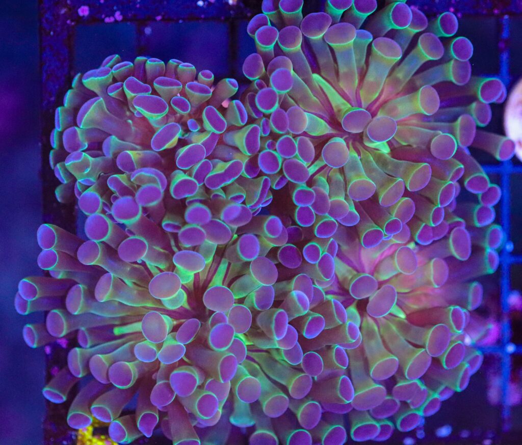 Frag Box Corals