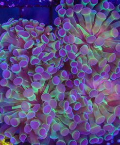 Apollo Hammer Coral Frag (C5)