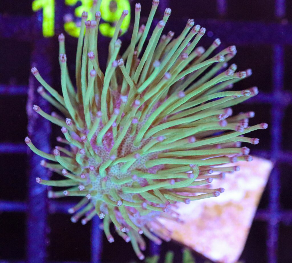 Frag Box Corals