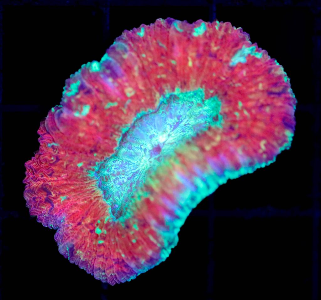 Frag Box Corals