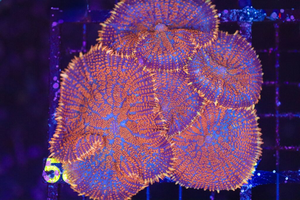 Frag Box Corals