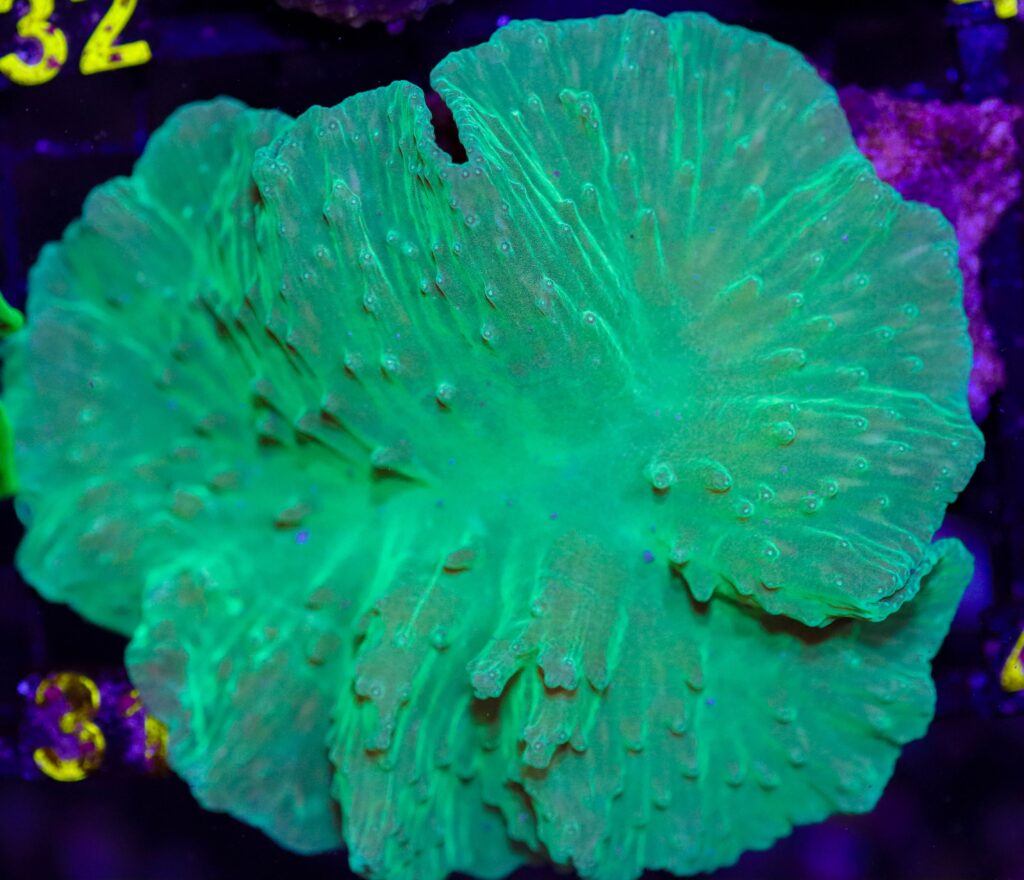 Frag Box Corals